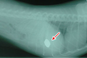 Roxy's X-Ray