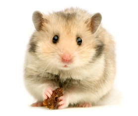 Hamsters and other small mammals