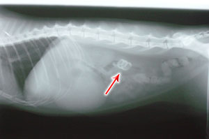 Scipio's X-Ray